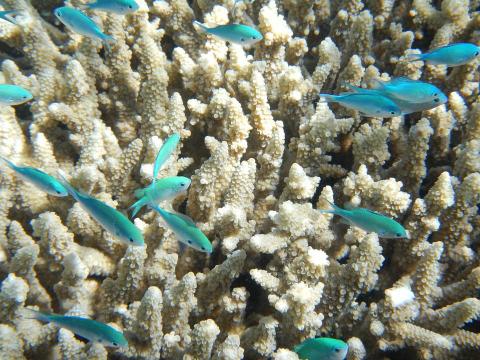 Close up of a white coral reef with small blue fish