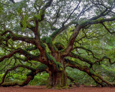 image of the angel oak tree on John's Island in Charleston, South Carolina