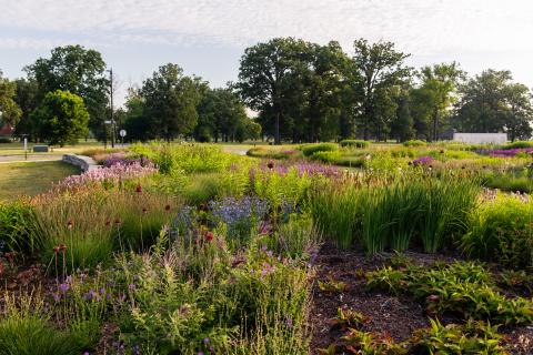 Image of the Piet Oudolf Garden Detroit during the summer time with yellow flowers and flowing grasses.