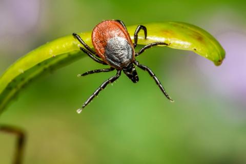 image of ​​​​​​​​​​an American Dog Tick, Dermacentor variabilis, on grass