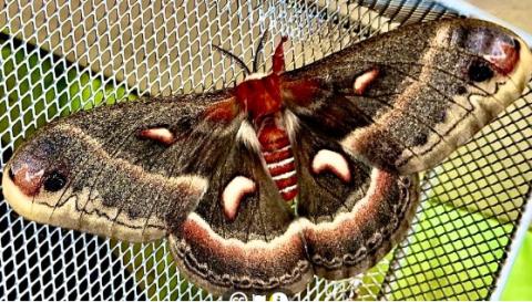 image of a cecropia moth