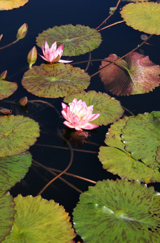 Pink lotus flowers with green leaves in black water background