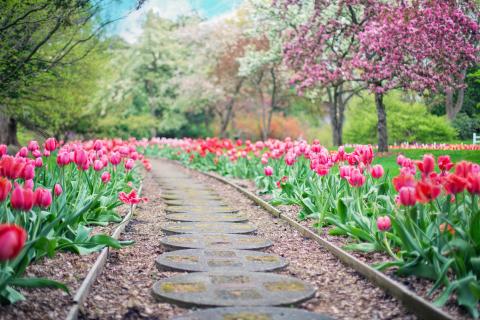 image of a glorious pathway in the spring with blooming magenta tulips on either side, and a magnificent crab apple tree blooming on the right.