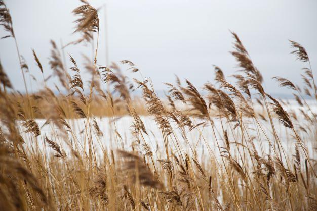 invasive Phragmites, with the shoreline in the distance