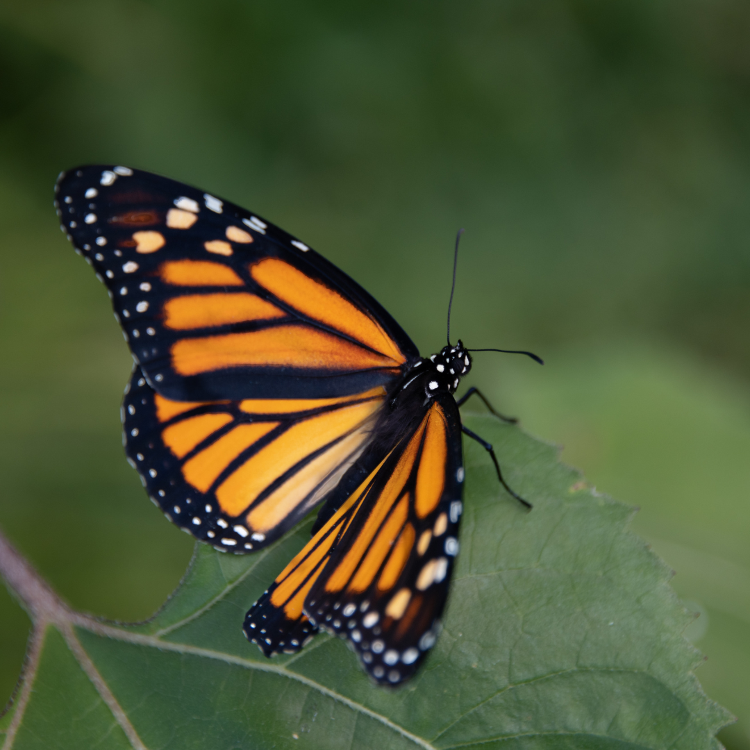 Orange and black monarch butterfly on a dark green leaf.