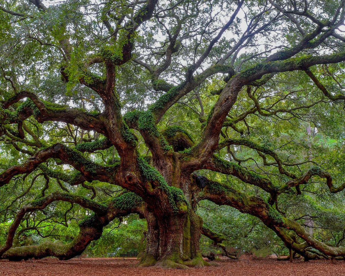 image of the angel oak tree on John's Island in Charleston, South Carolina