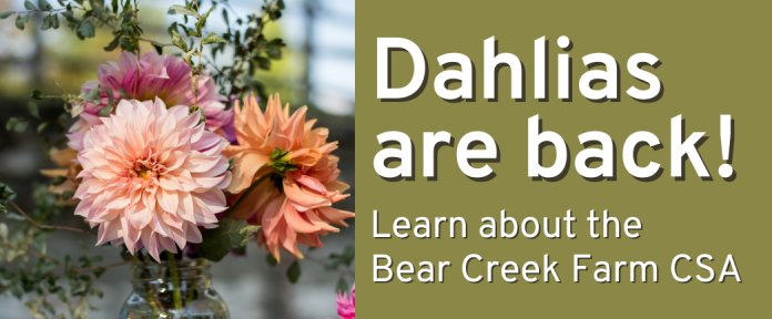 Dahlias are back! Learn about the Bear Creek Farm CSA